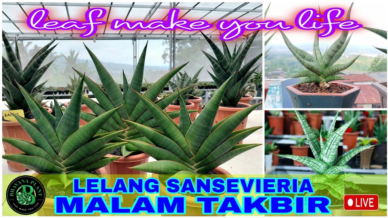 Bhavana plant sedang live LELANG SANSEVIERIA malam Takbir #sansevieria #sanselovers