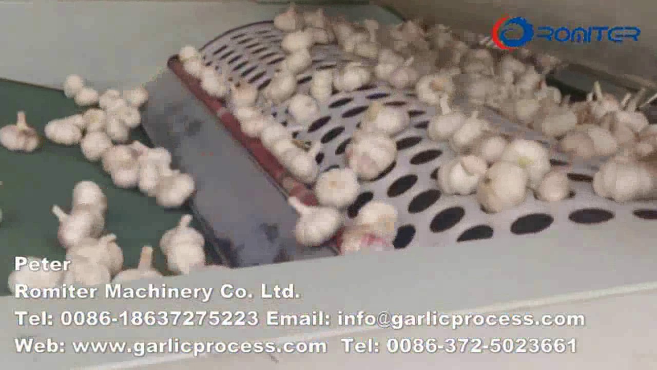 Automatic Garlic Grader Machine or Garlic Size Sorting Machine