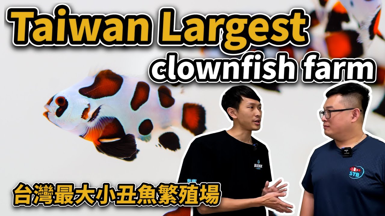 【藍箱水族】Largest Clownfish farm in Taiwan ｜STB台灣最大小丑魚繁殖場(開啟CC字幕)