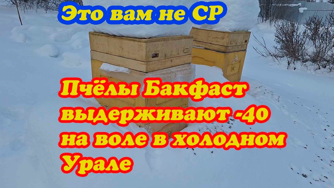 КАК Я ПРИШЁЛ К ПЧЕЛЕ БАКФАСТ, КАК ЗИМУЕТ И РАБОТАЕТ НА МЁД