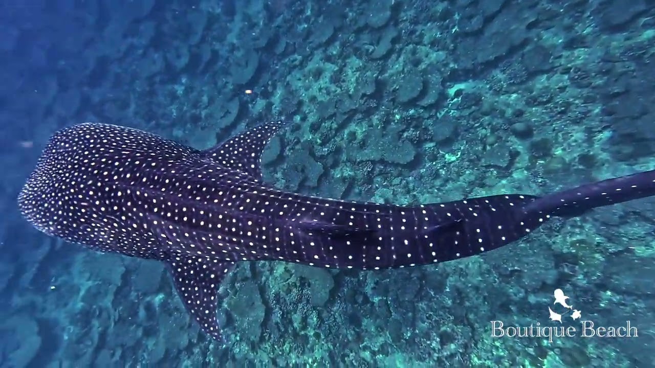 31.01.28 - Whale Shark. Huveli Beyru & Sun Island Beyru near Dhigurah, South Ari Atoll - Maldives
