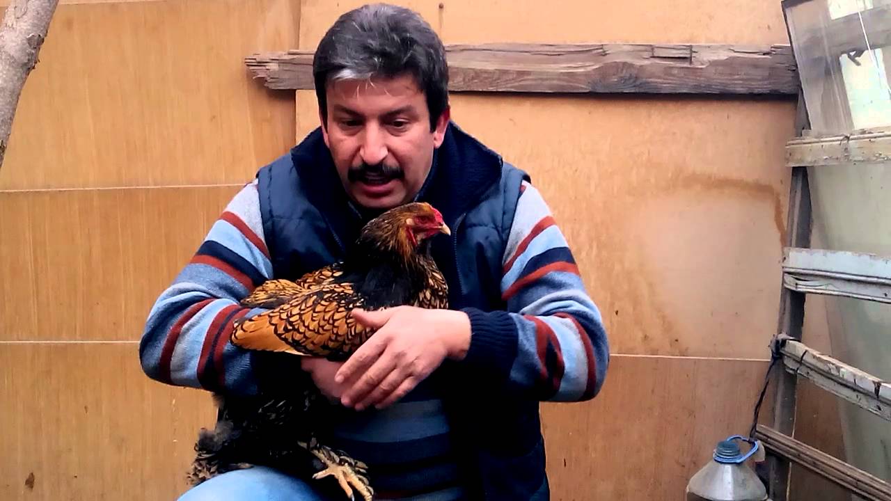 gold laced brahma- silver laced-brahma türkiye