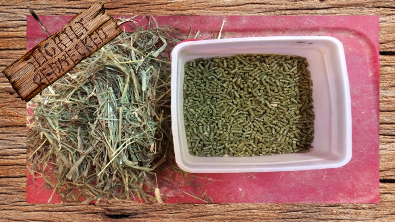 Meat Rabbit Diet, What, How Much, and When to Feed: The SR Rabbit Update for 10-4-16