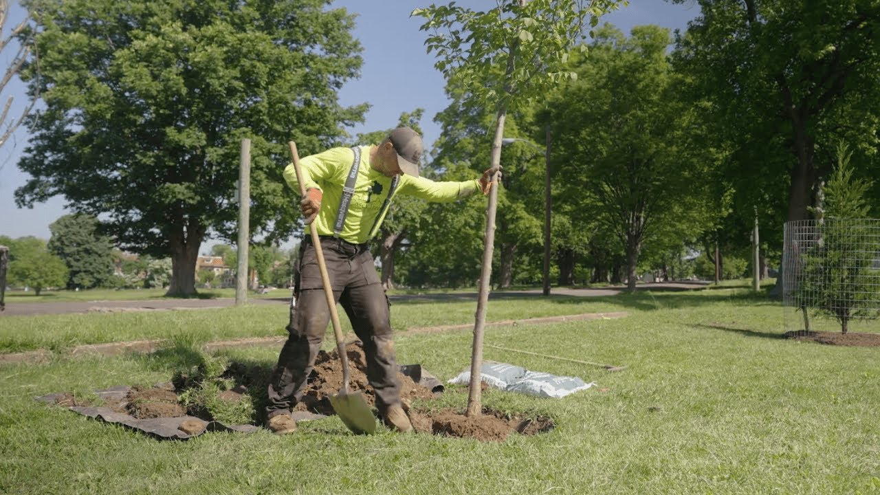 Cómo Plantar un Árbol - Casey Trees