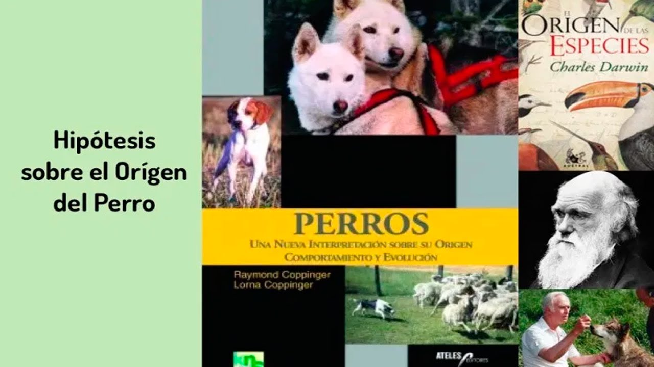 🔶 Charla canina n&ordm; 30: Hip&oacute;tesis sobre el origen del perro 🔶