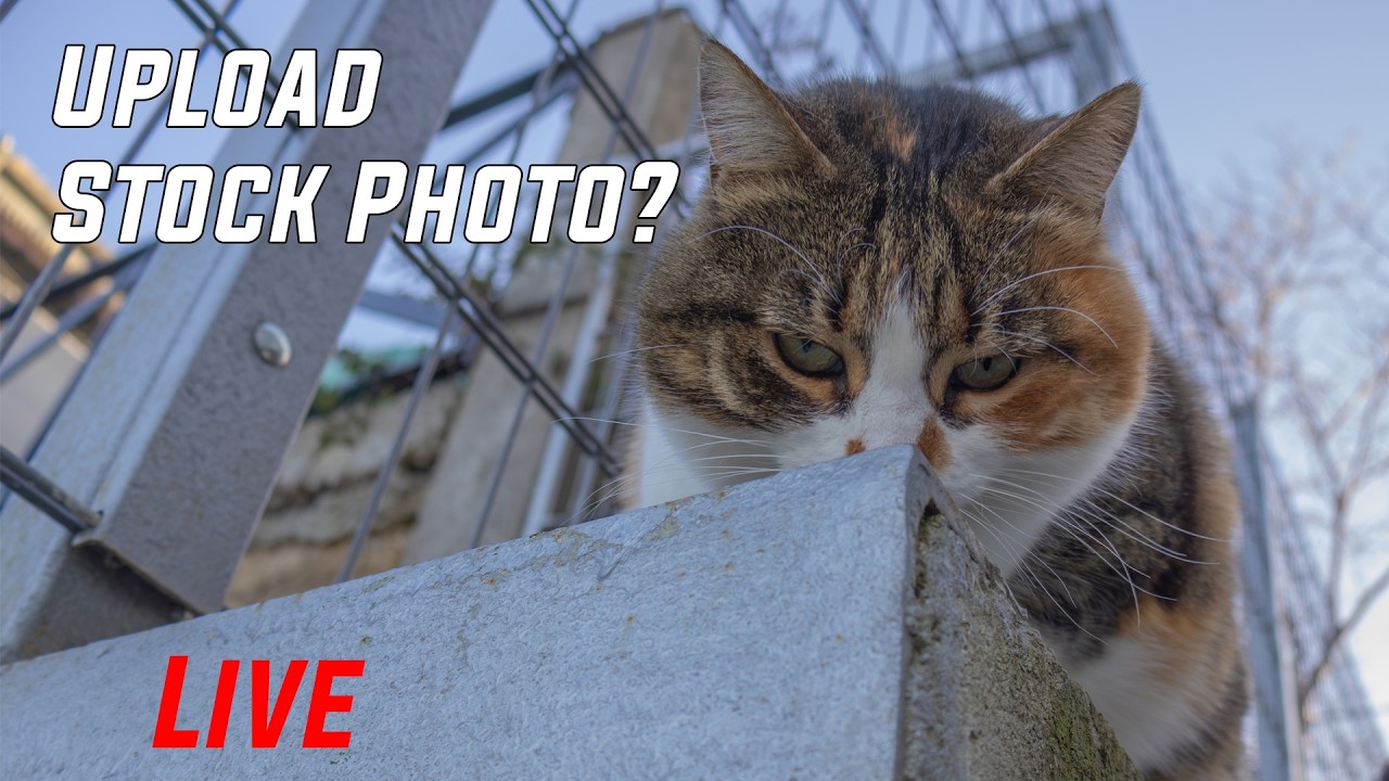 Upload fotografii pe platforme de stock photography - LIVE