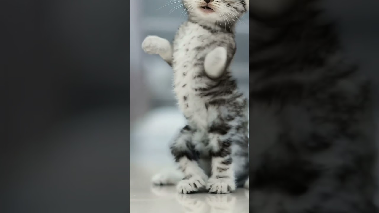 meow 🙀🔥 cute cat dance 
