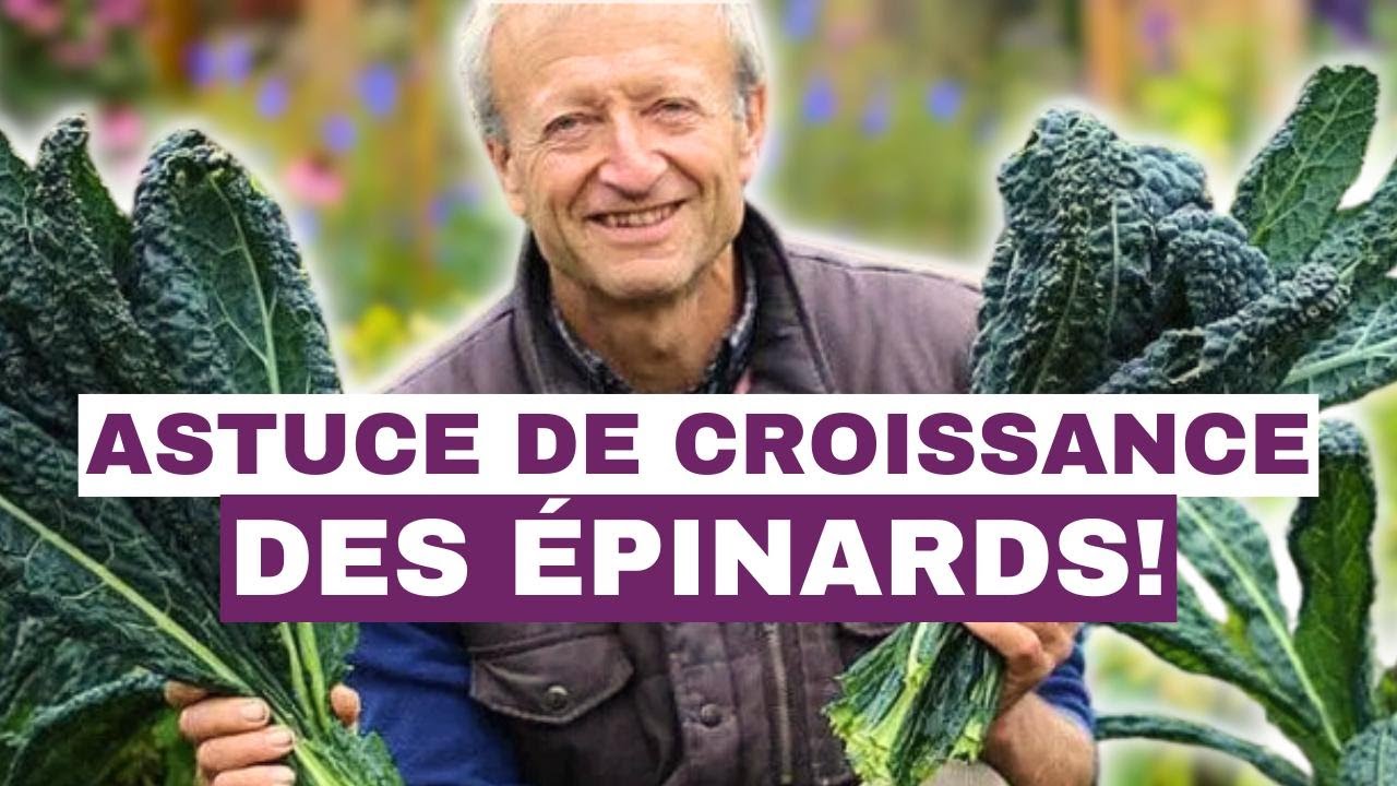 La Meilleure Méthode pour Planter des Épinards et Obtenir de Grandes Feuilles Saines!
