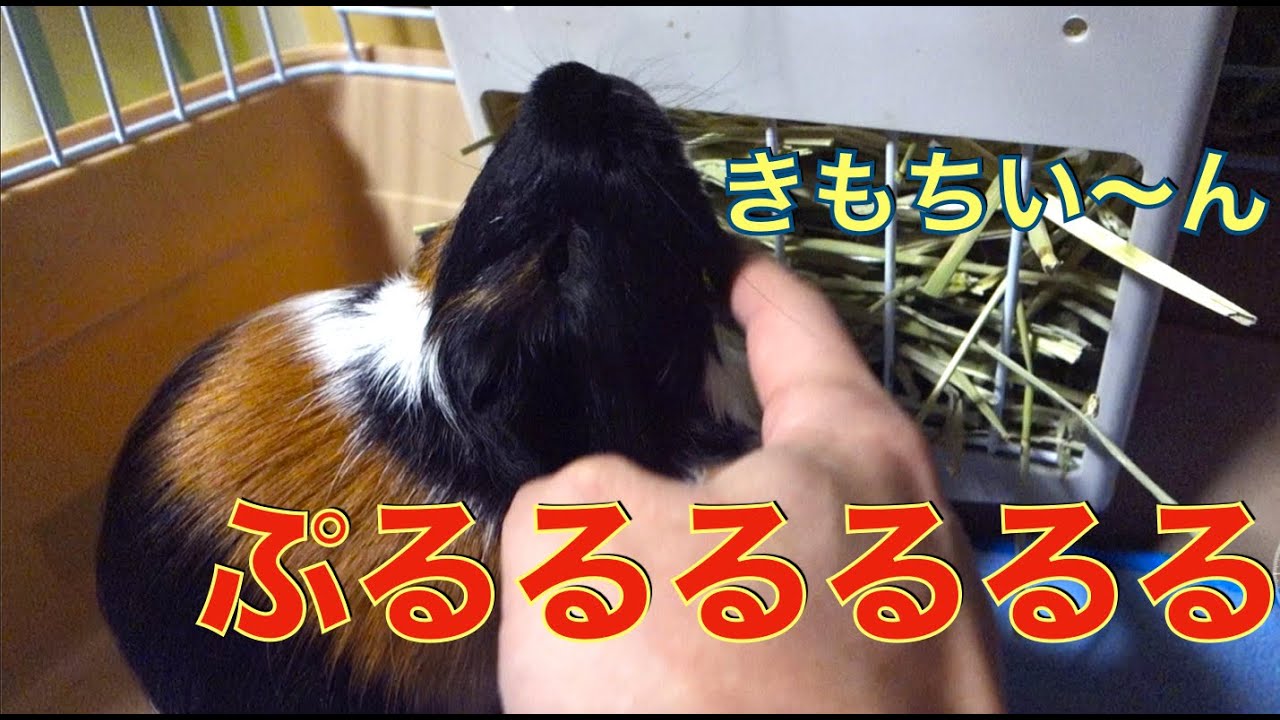 【モルモット】呟きから悲鳴まで！鳴き声５つ😁　【guinea pigs】Five voices！【subtitled】【天竺鼠】【豚鼠】