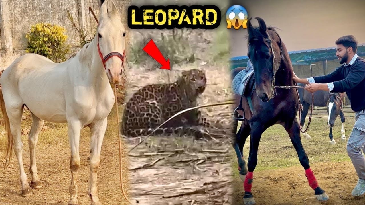 Warning‼️ PAAS Ke खेत Mai चीता 🐆 Aagya😱( NO CLICKBAIT ) Sabhi Animals Ka Dhyan Rakhna Pdega 😰