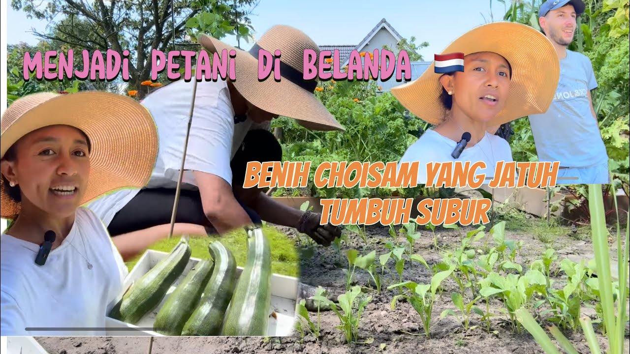 BENIH CHOISAM BISA TUMBUH SUBUR  DI BELANDA