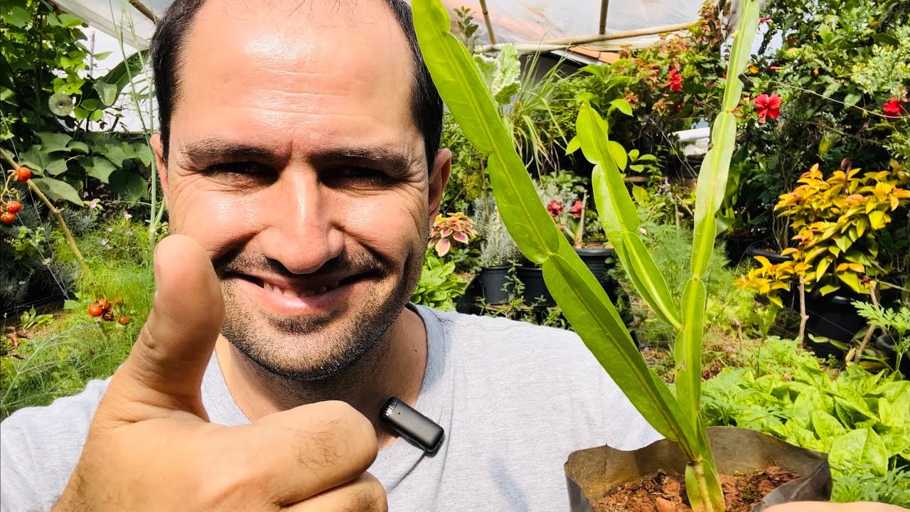 COMO PLANTAR CARQUEJA - Baccharis trimera