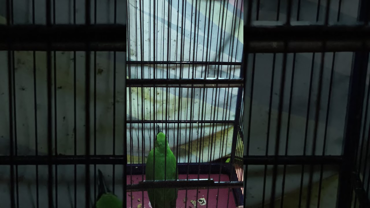 PANCINGAN CUCAK IJO GACOR MALAM HARI