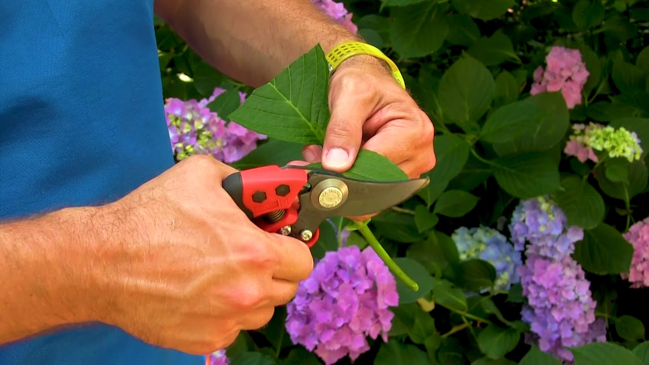 Terra Botanica : Comment bouturer un hortensia ?