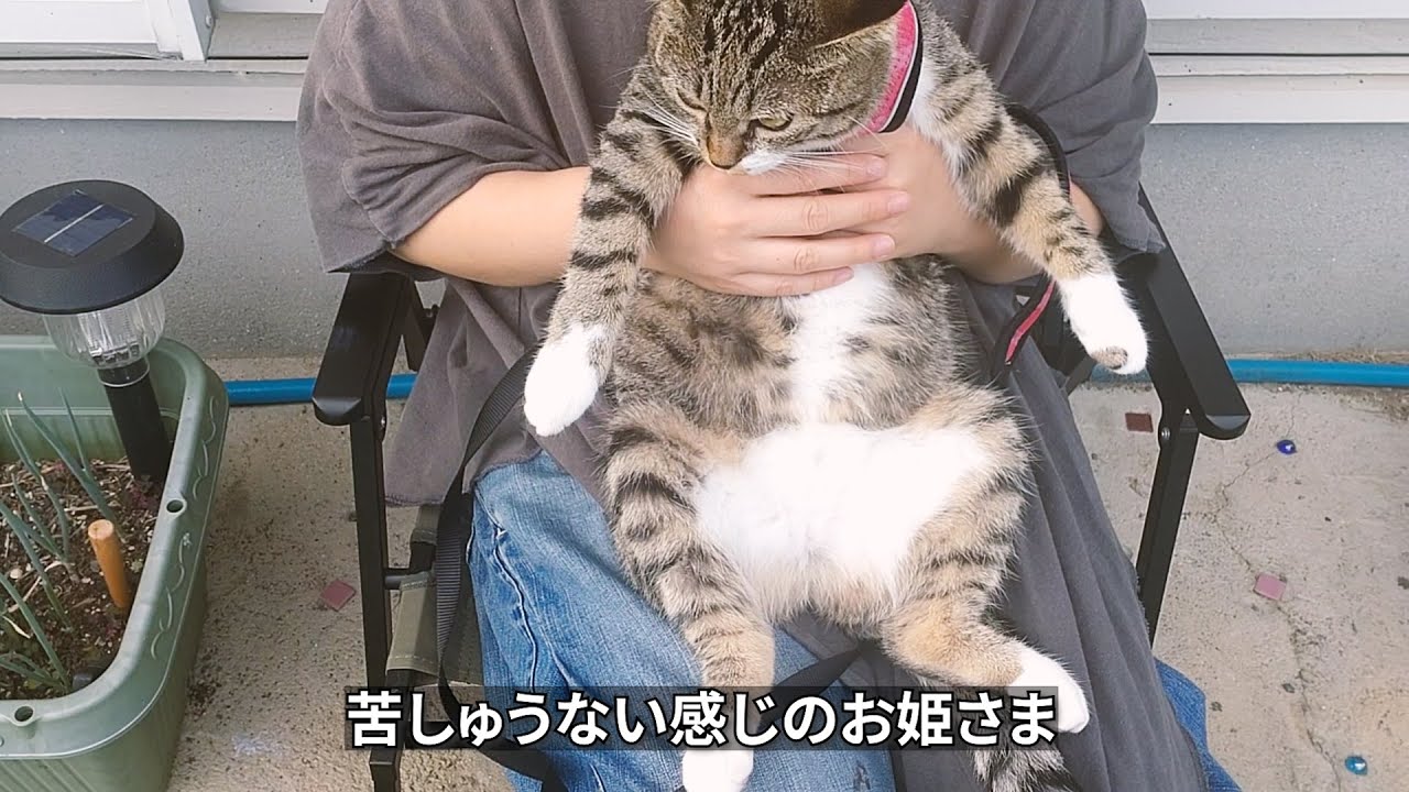 三匹、灼熱の夏を元気に生きてます！
