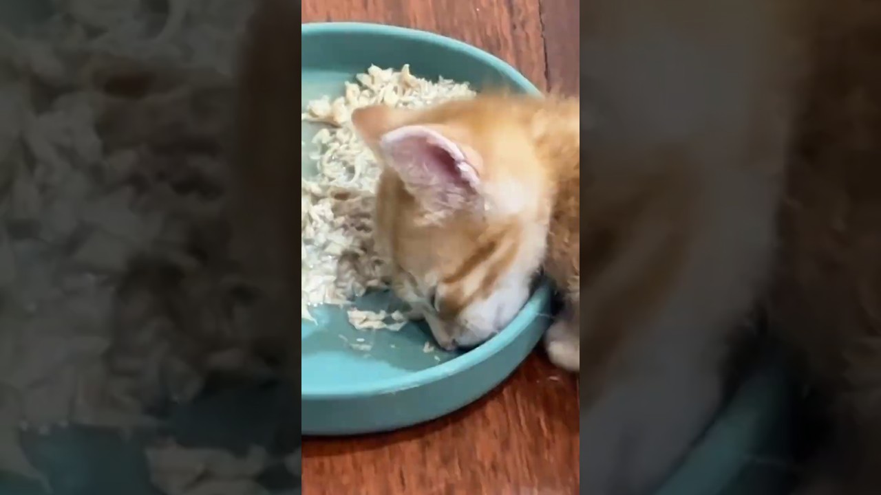 He Fell Asleep While Eating 😂