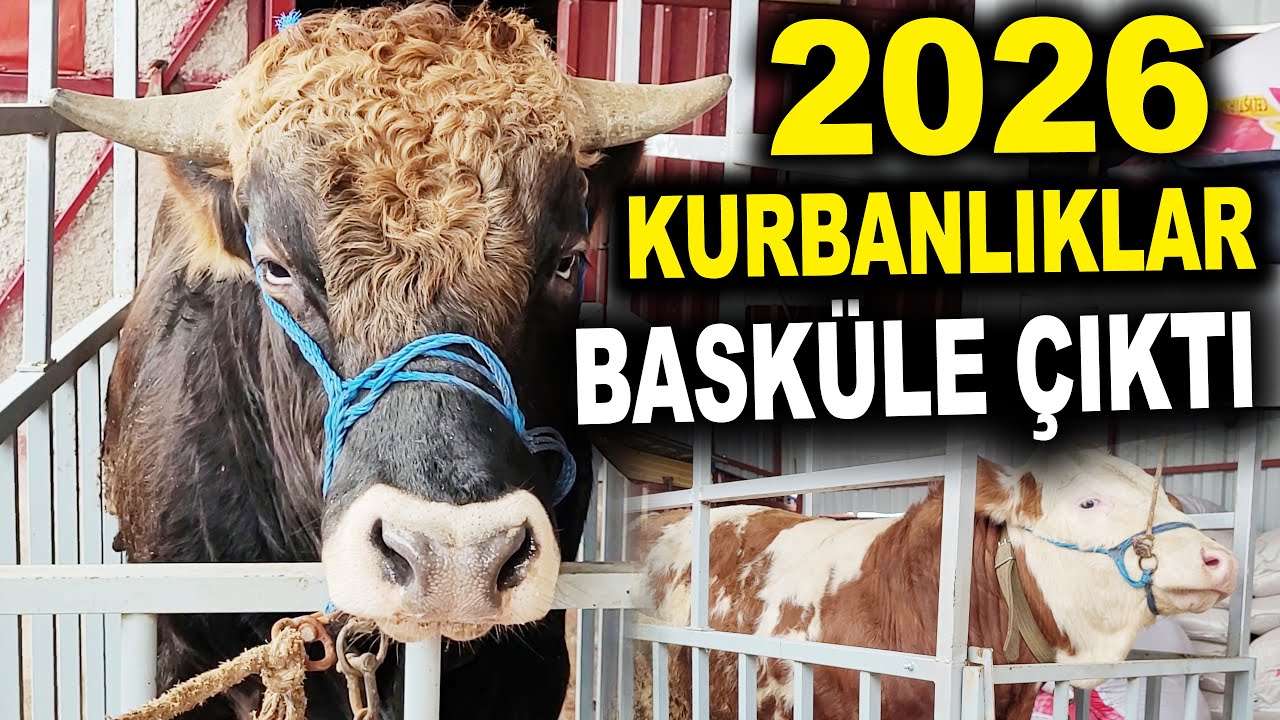 2026 Kurbanlıklar Basküle Çıktı -  Beyler Besi Çiftliği Ankara / Çankaya