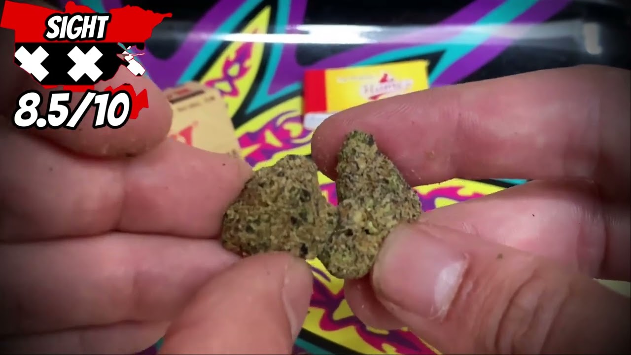 Pineapple Kush (Coffeeshop Sativa) Amsterdam Weed Reviews with Terp Tourist