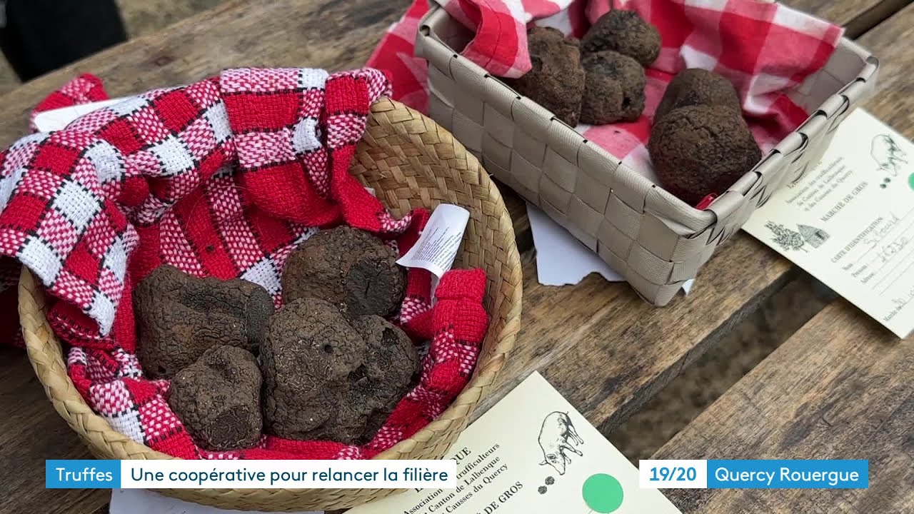 La Société de la Truffe d'Occitanie inaugurée dans à Lalbenque dans le Lot
