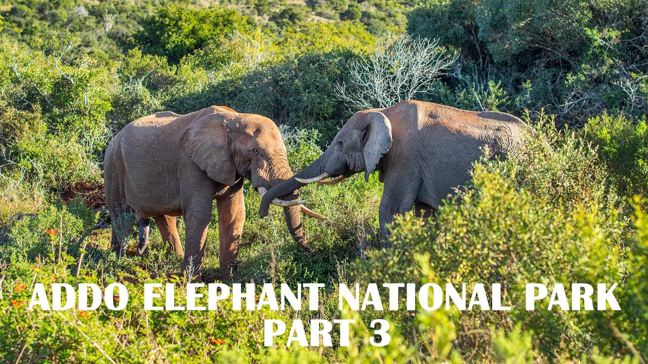 Addo Elephant National Park Part 3