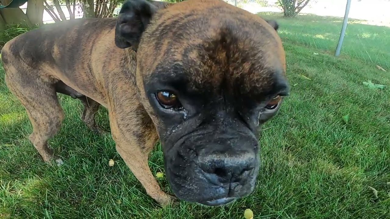 Boxer Dog Pees FOREVER
