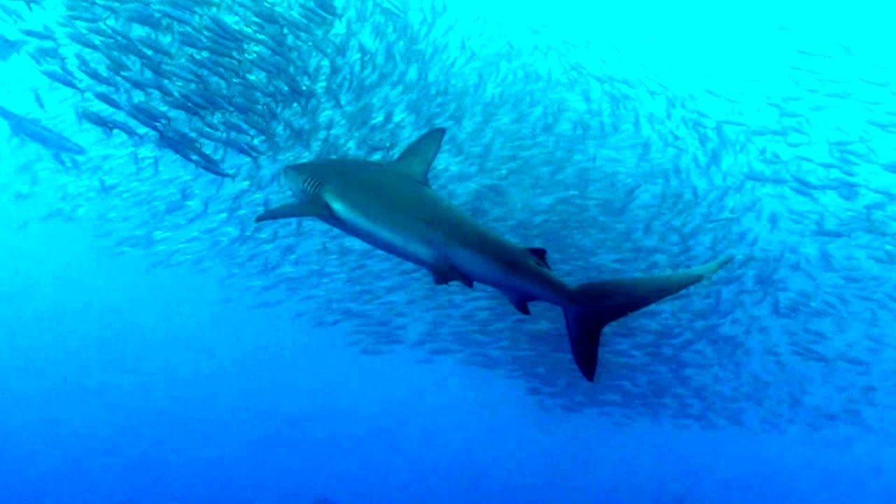 Volcanoes, Deep Sea Life and Seabirds - The Pacific's Hidden Survival Story