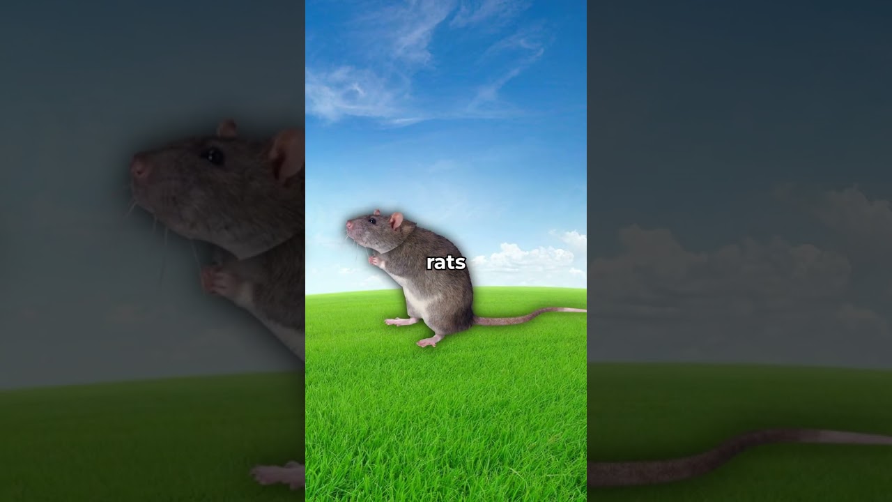 Why Do Rats Scare Elephants? 🤨 #shorts #viral