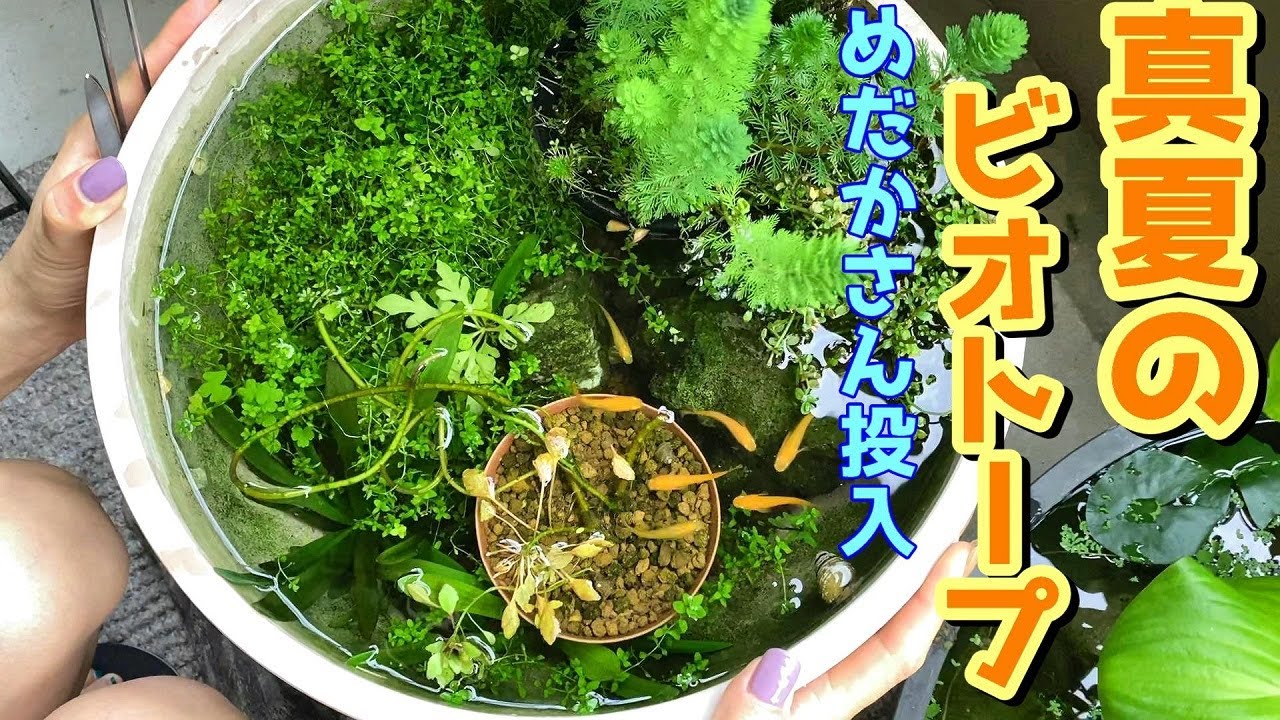 【ビオトープ】猛暑のビオトープにメダカさん投入していく（メンテナンスと状況も確認していこう）