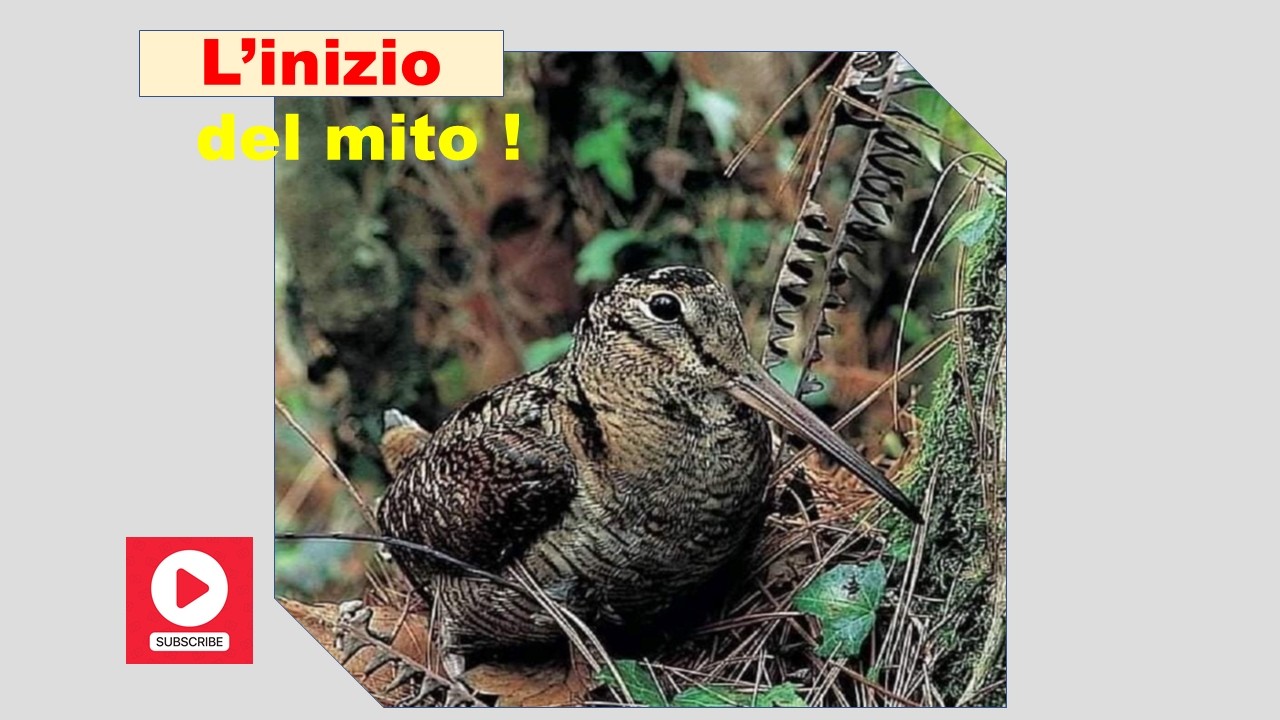 2026 Monitoraggio Beccaccia | Maya Setter Inglese | Lavoro su Beccaccia 2026 | Fabio Ventre Hunting