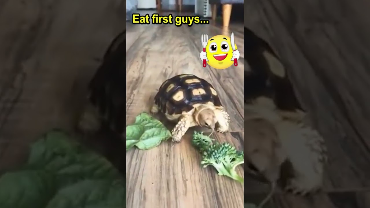 Tortoise eating vegetable #cutetortoise #tortoise