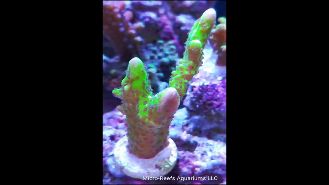 SPS macro corals