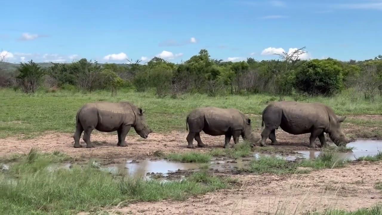 Hluhluwe–iMfolozi Park