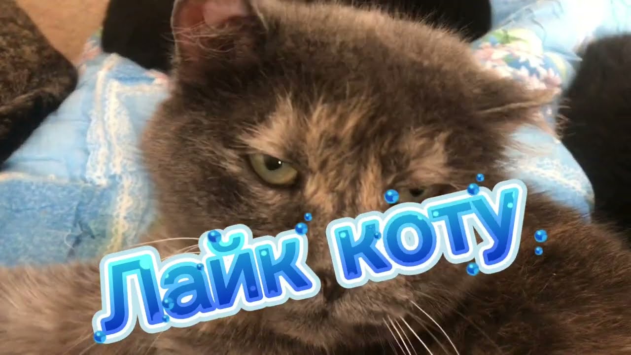 У нас всё как обычно