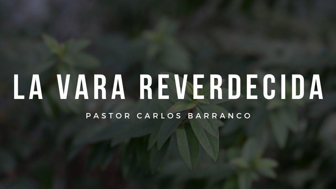 La vara reverdecida / Pastor Carlos barranco
