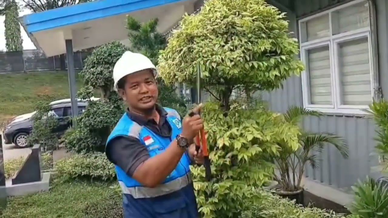HASIL PERAWATAN KEMARIN, 6 BULAN BONSAI TAK TERAWAT