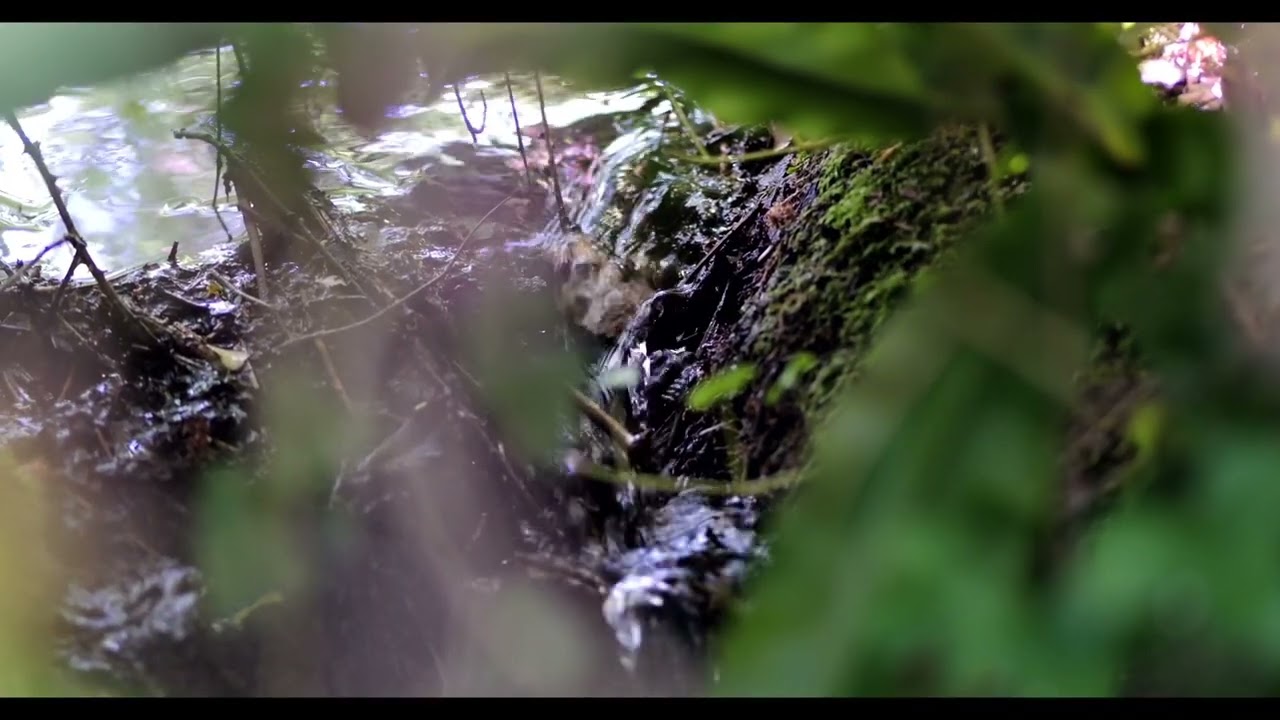 Source of River Yeo