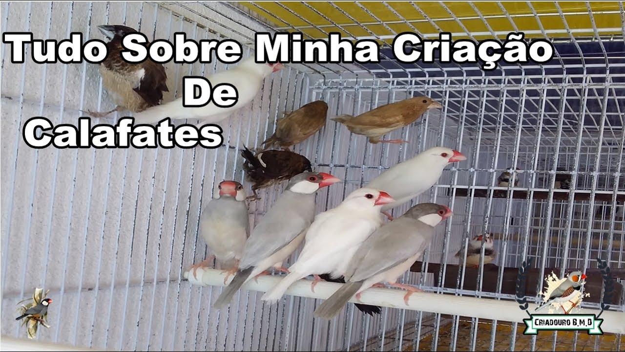 Estou Criando Pardais? | Minha Criação de Calafates