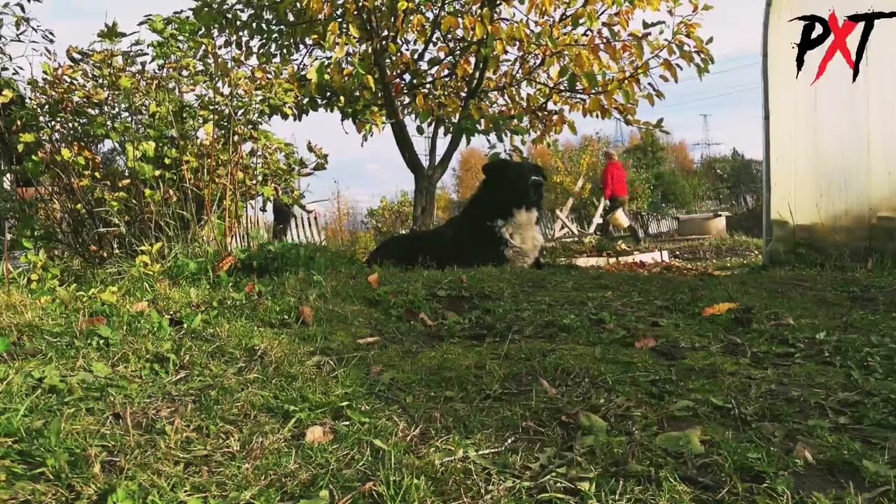 PXT - THE GREAT DOG