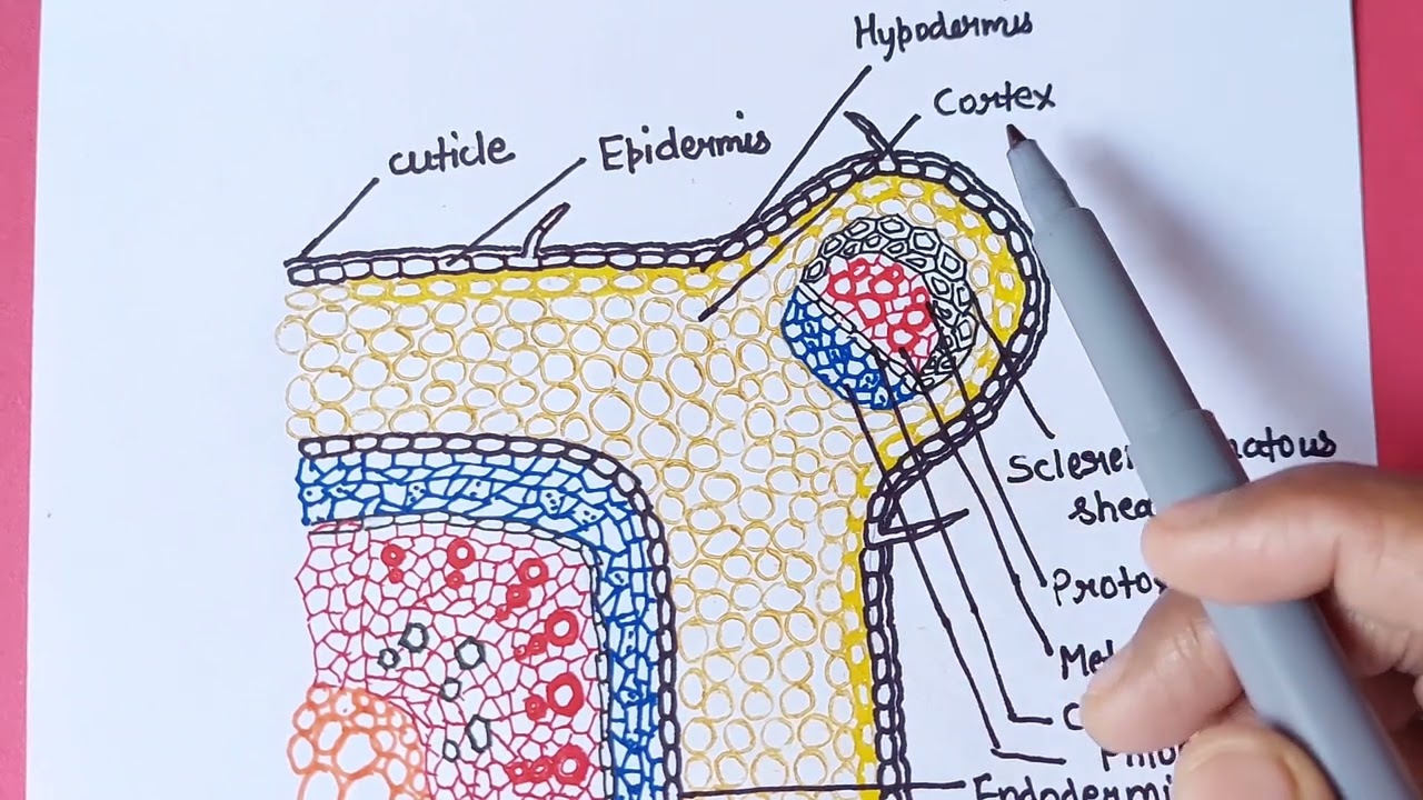 Anomalous secondary growth in Nyctanthes | Anatomy of Nyctanthes Stem | t.s. of Nyctanthes stem