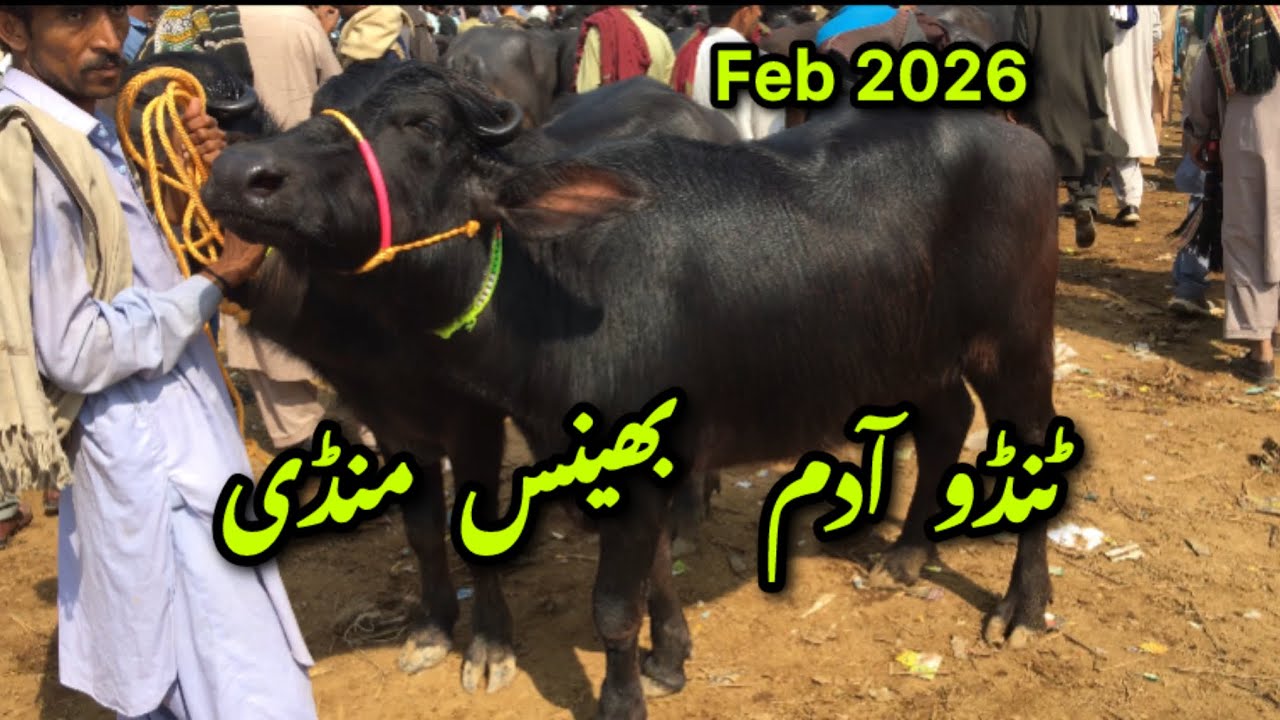Tando Adam Bhains Mandi 7 February 2026