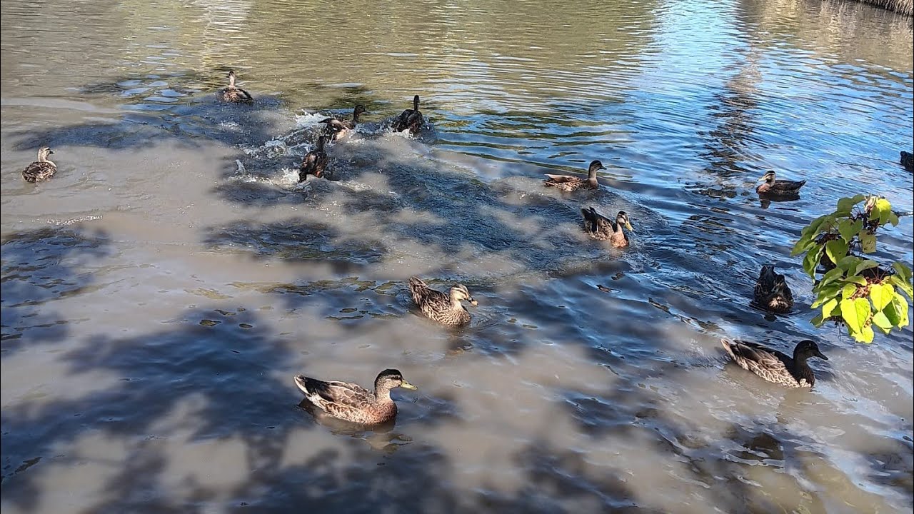 Feeding Ducks and  Swan at Cornwall Park 20/2/2026