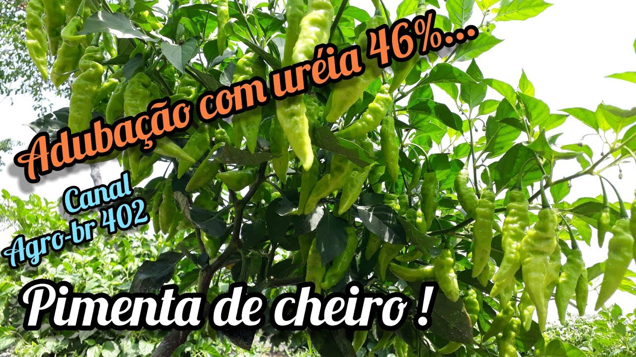 PIMENTA DE CHEIRO 👉 ADUBAÇÃO COM URÉIA / NITROGÊNIO 👍 E CUIDADOS NA APLICAÇÃO VIA SOLO !# MARANHÃO