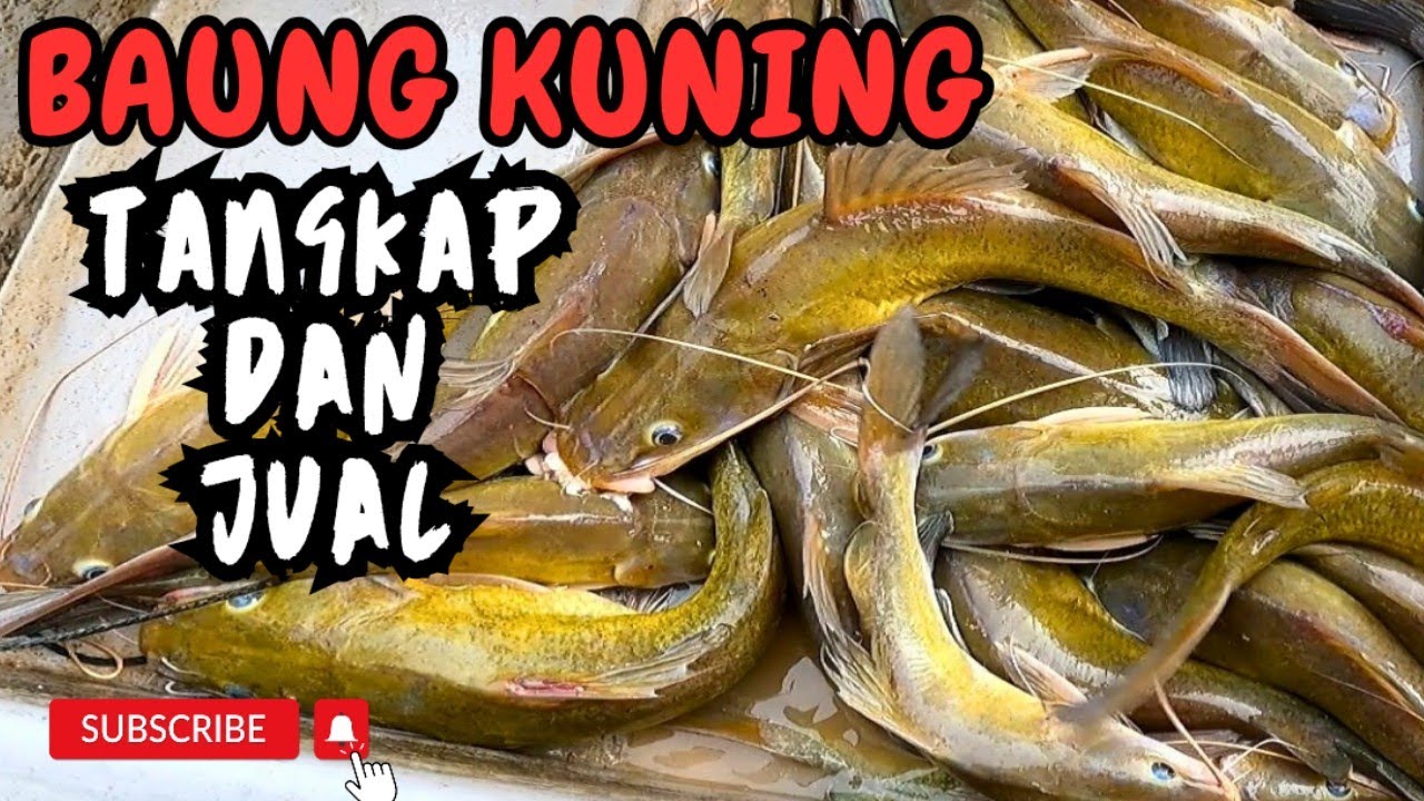 REZEKI BUBU IKAN BAUNG.TANGKAP DAN JUAL #vlog187 #unlimitedhobby #unlimitedfishing 