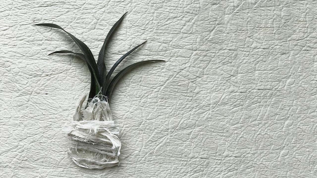 Fibra de hoja de piña: el material sustituto del cuero