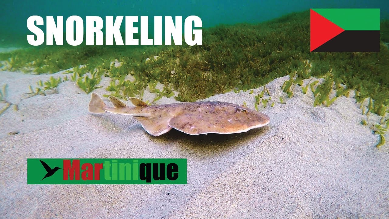 Snorkeling - Martinique [1080p HD]