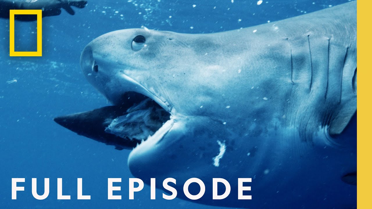 Maui Shark Mystery with Auli'i Cravalho from Disney's Moana (Full Episode) | SPECIAL