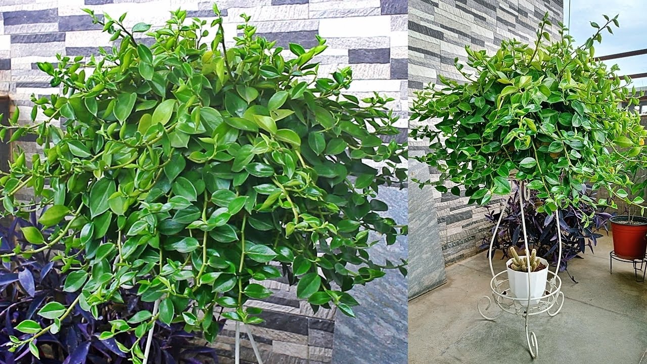 SIMPLEST Way To Make Peperomia BUSHY That Nobody Shared
