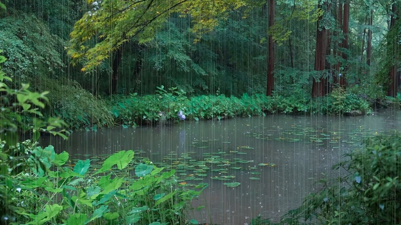 The beautiful little lake is raining(19) , sleep, relax, meditate, ASMR, Real Shot