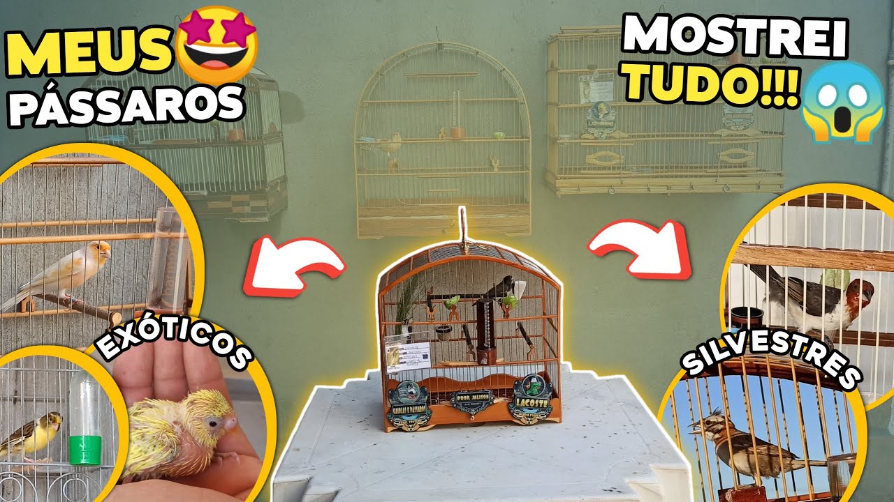 MOSTRANDO TODOS OS MEUS PÁSSAROS!!! VIDEO ATUALIZADO 2023✅