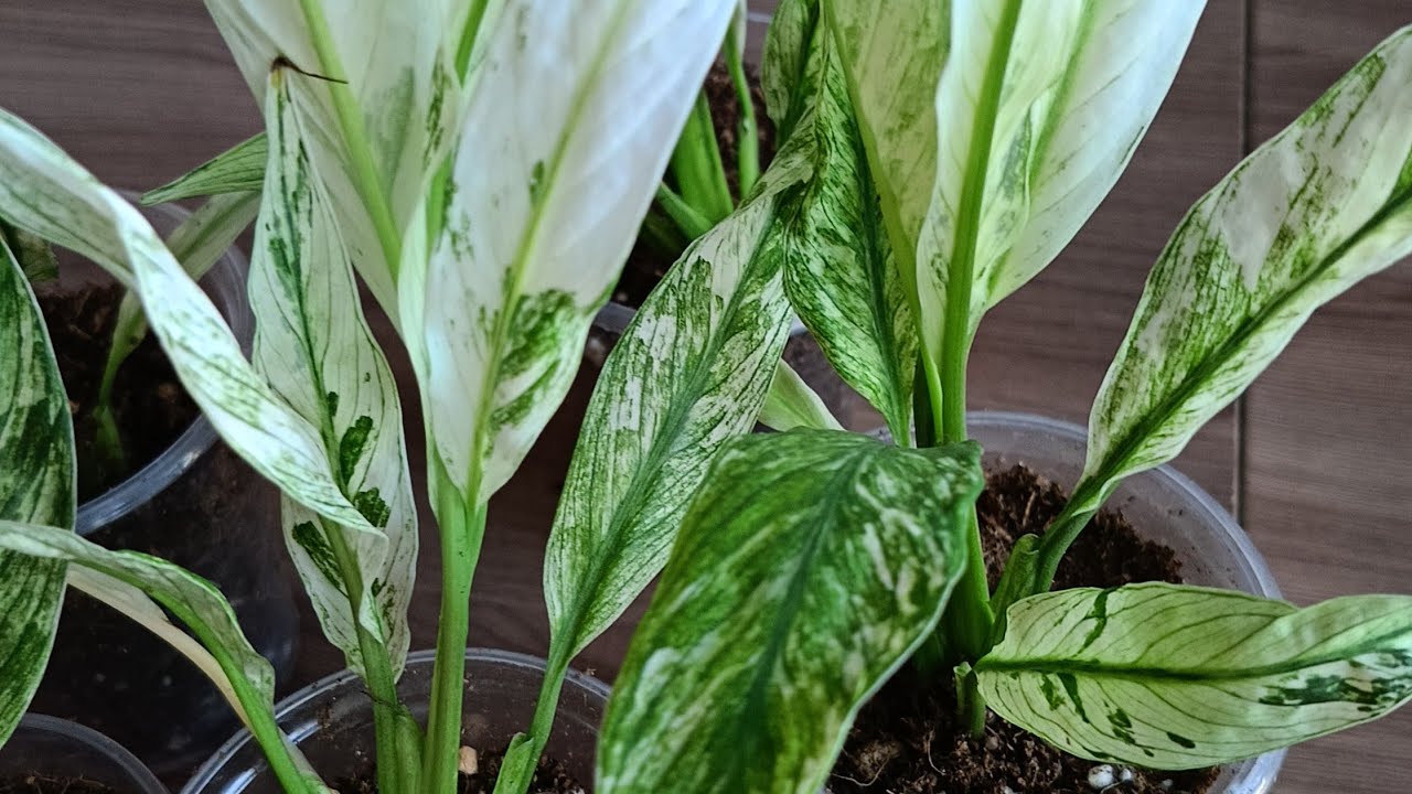 Пересадка. Алоказия. Спатифиллум. #пересадка #цветыдлядома #plants 